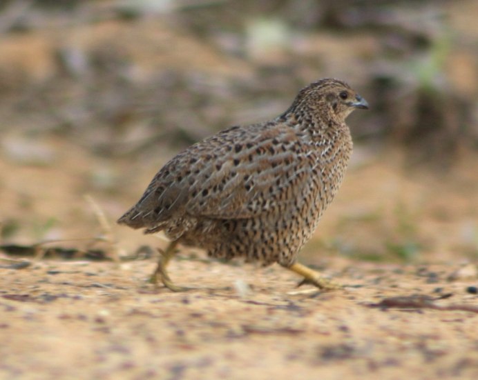 Перепел обыкновенный Coturnix Coturnix