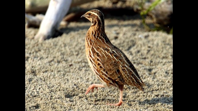 Перепел обыкновенный Coturnix Coturnix