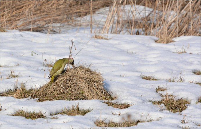 Муравейник около дерева