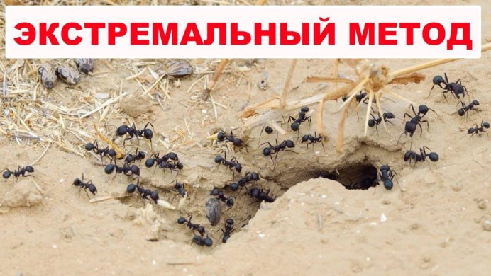 Термиты пчелы муравьи