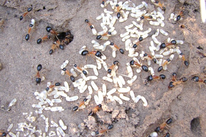 Iridomyrmex purpureus