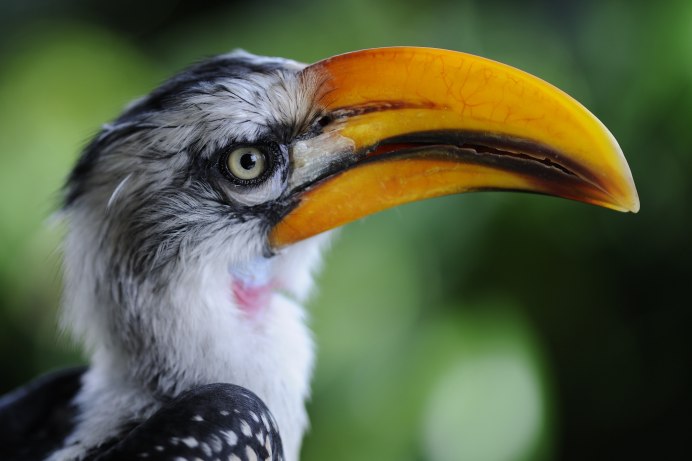 Фламинго и Тукан