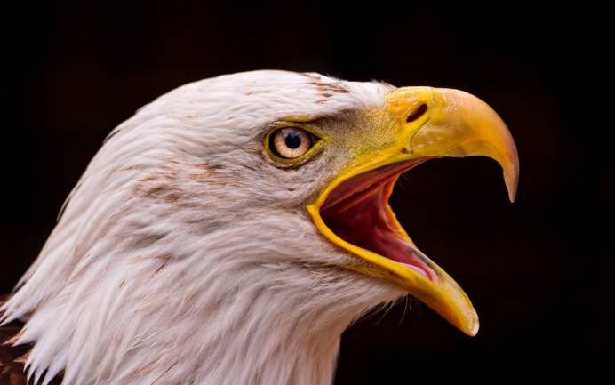 Глаз белоголового орлана