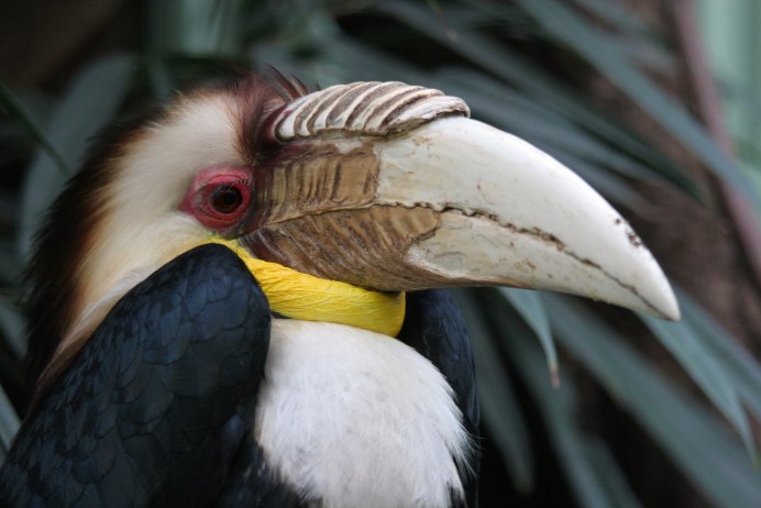 Птичья голова