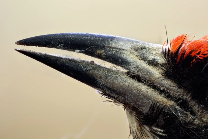 Индийский двурогий калао