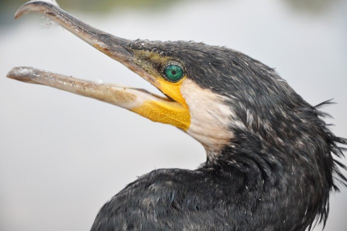 Насекомоядный клюв