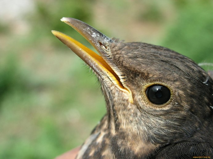 Утка кряква клюв