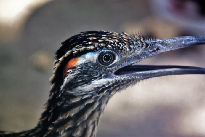 Орёл птица голлва сбоку