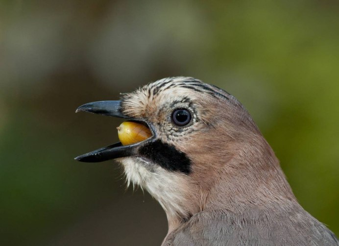 Чёрная птица с большим клювом