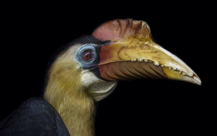 Острый клюв