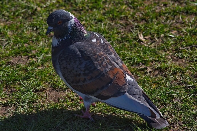 Вяхирь (Columba palumbus)