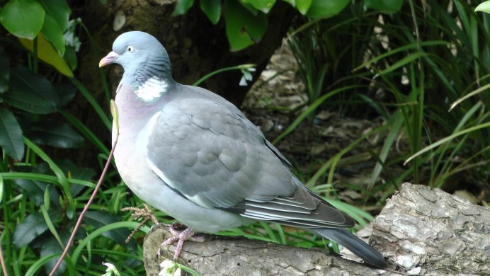 Вяхирь (Columba palumbus)