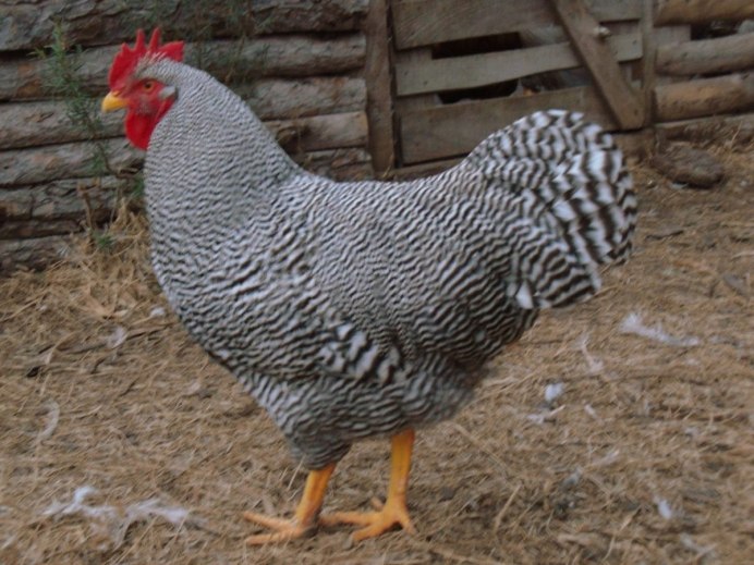 Крапчатый петух