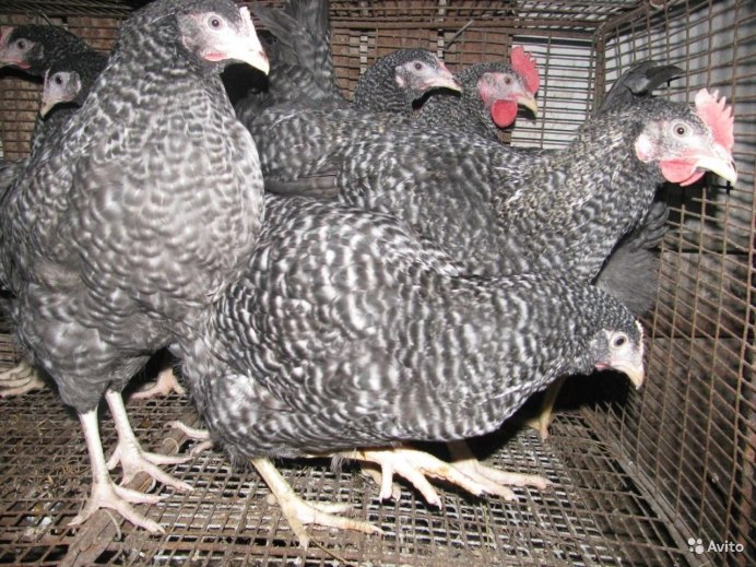 Маран кукушечный