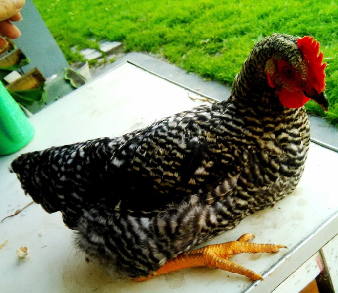 Доминант плимутрок