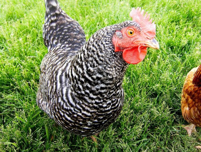 Доминант плимутрок