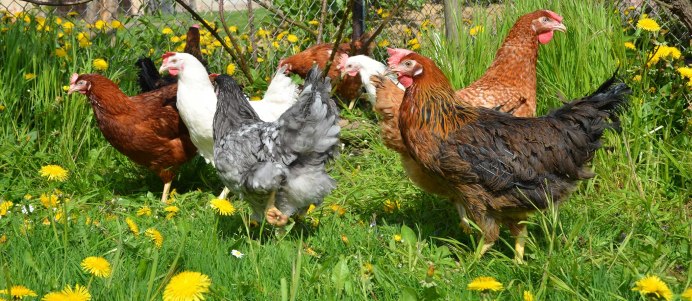 Куры Аппенцеллер шпицхаубен