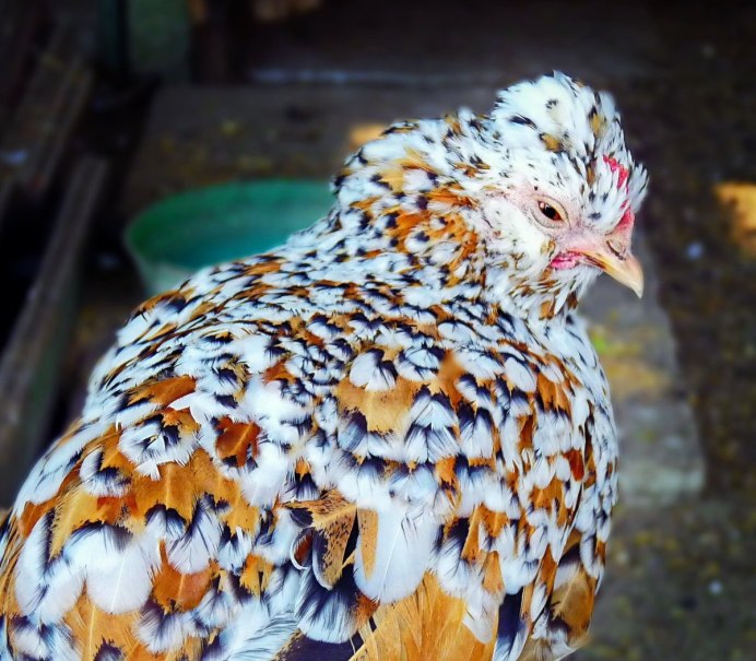 Чешский Доминант петух