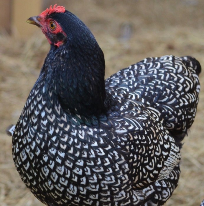 Полосатый плимутрок