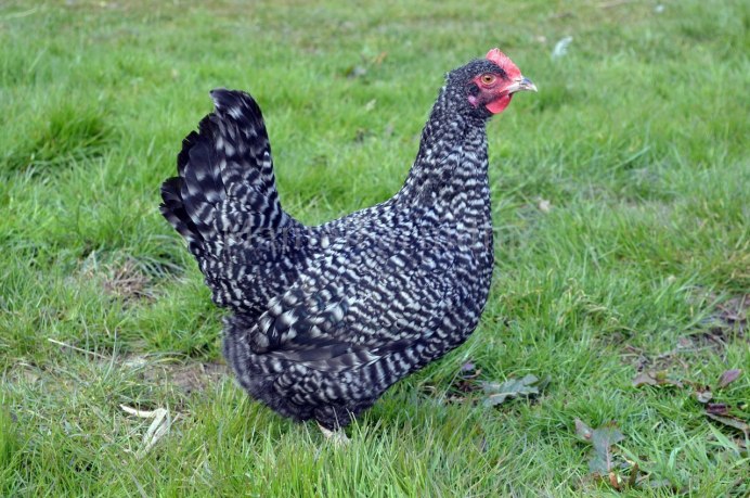 Чешский Доминант д959