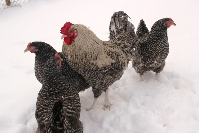 Чешский Доминант крапчатый