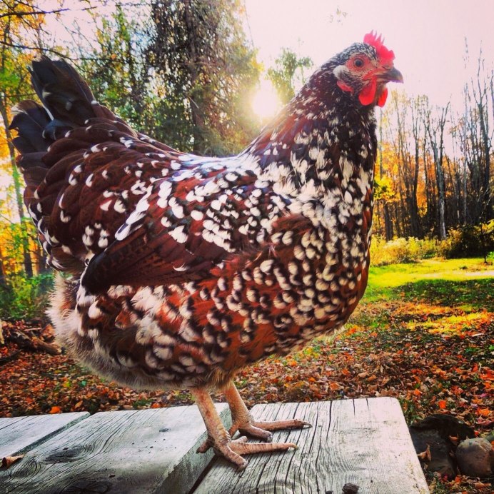 Доминант ГС 459