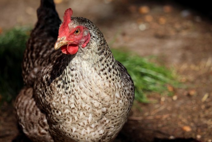 Крапчатые куры