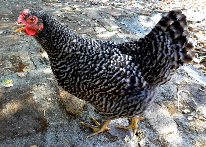 Полосатый плимутрок