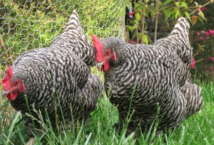 Чешский Доминант крапчатый