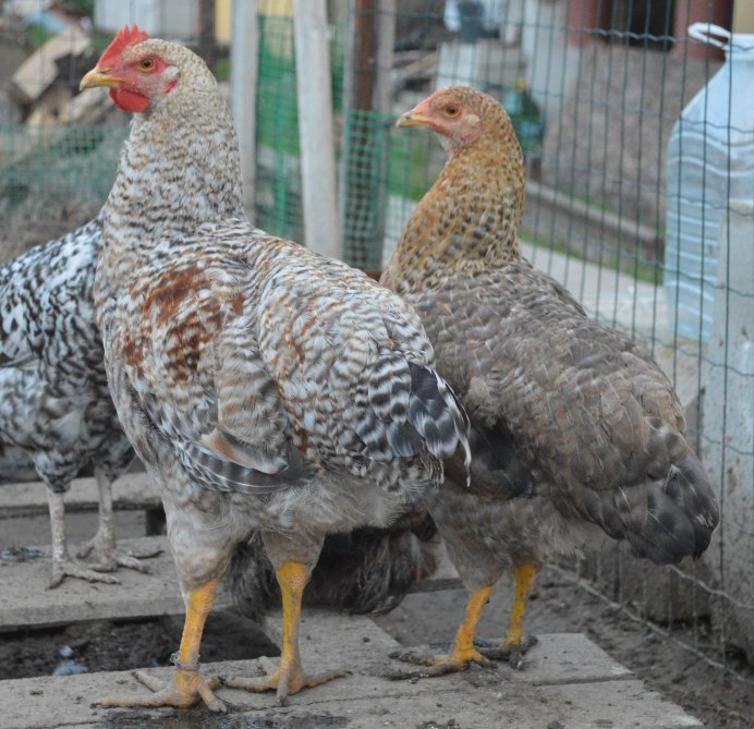 Доминант Леггорн крапчатый