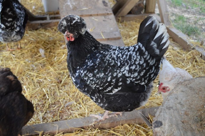 Амрокс Доминант порода