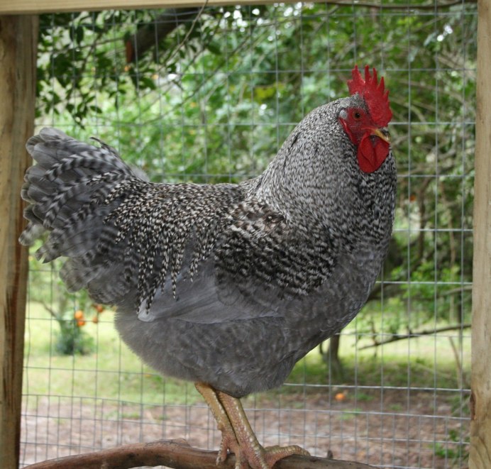 Виандот золотоокаймленный