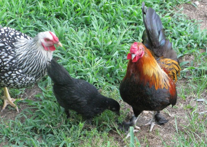 Плимутрок крапчатый