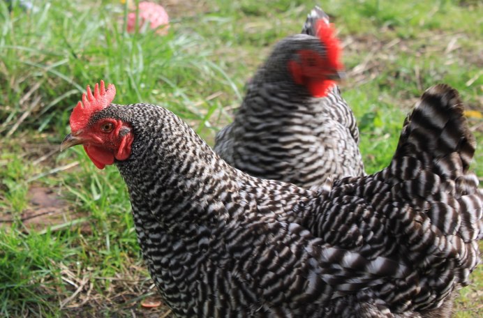 Орловская хохлатая порода кур