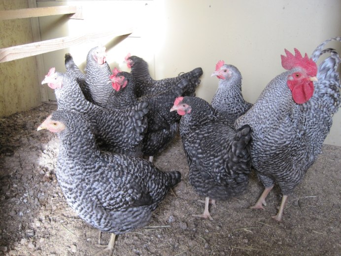 Пестрая курица фото