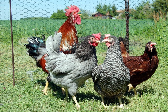 Куры Мехеленская Кукушка