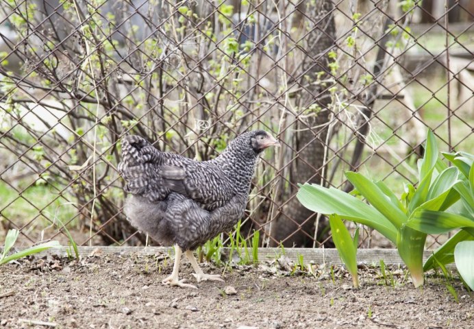 Доминант ГС 459