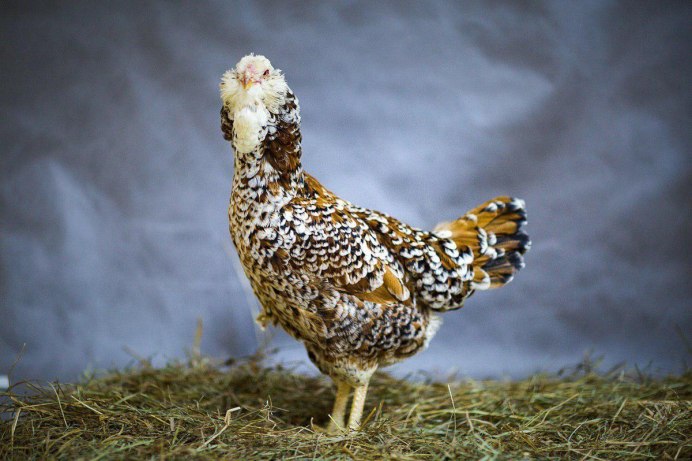 Австралорп пестрый