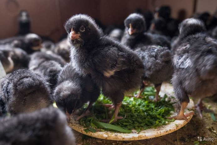 Курица Гамбургская порода