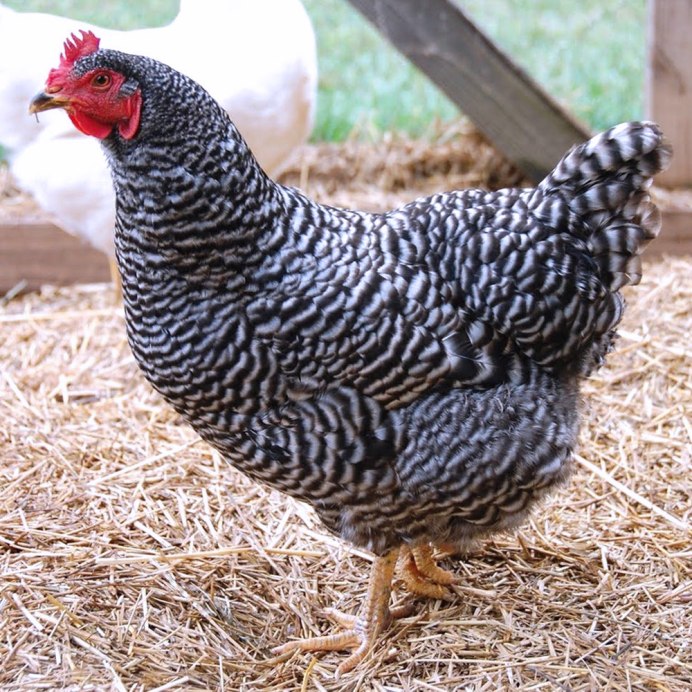 Курица пеструшка порода