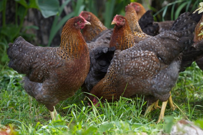 Доминант. Маран