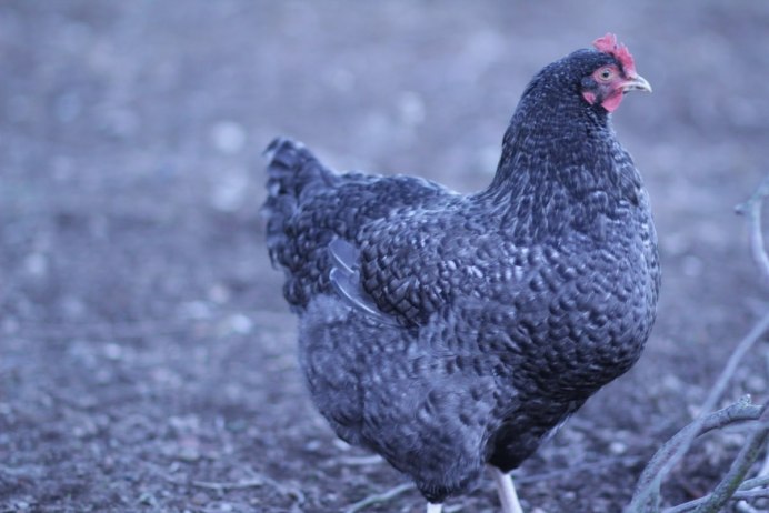 Чешский Доминант плимутрок