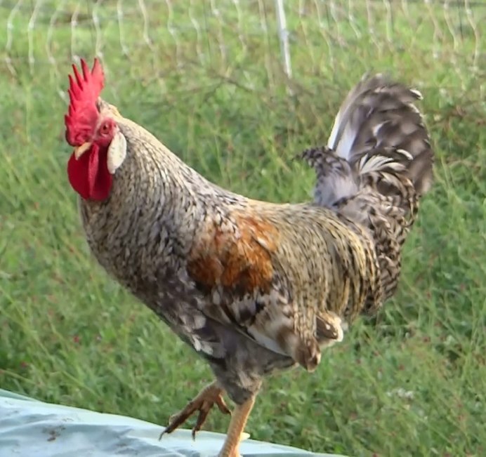 Кохинхин мраморный куры