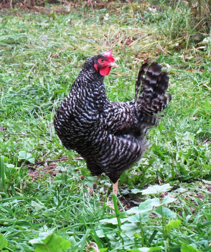 Виандот плимутрок