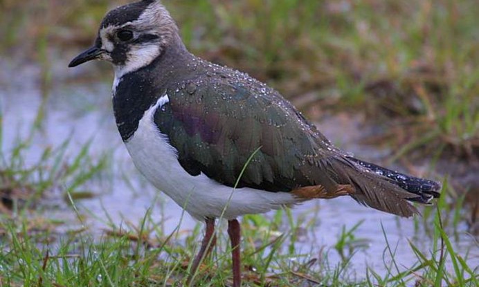 Streptopelia vinacea