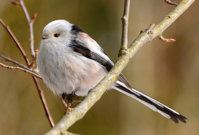 Серый Дрозд (Grey Catbird)