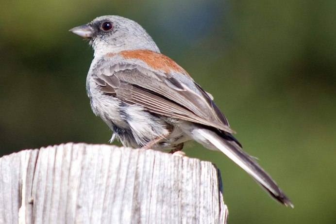 Птица с серой спинкой