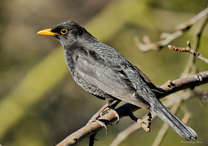 Yellow-Rumped Warbler птица Yellow Rumped
