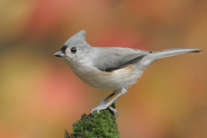 Tufted Titmouse