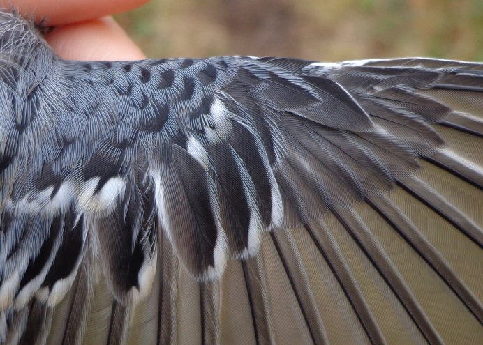 Сойка обыкновенная